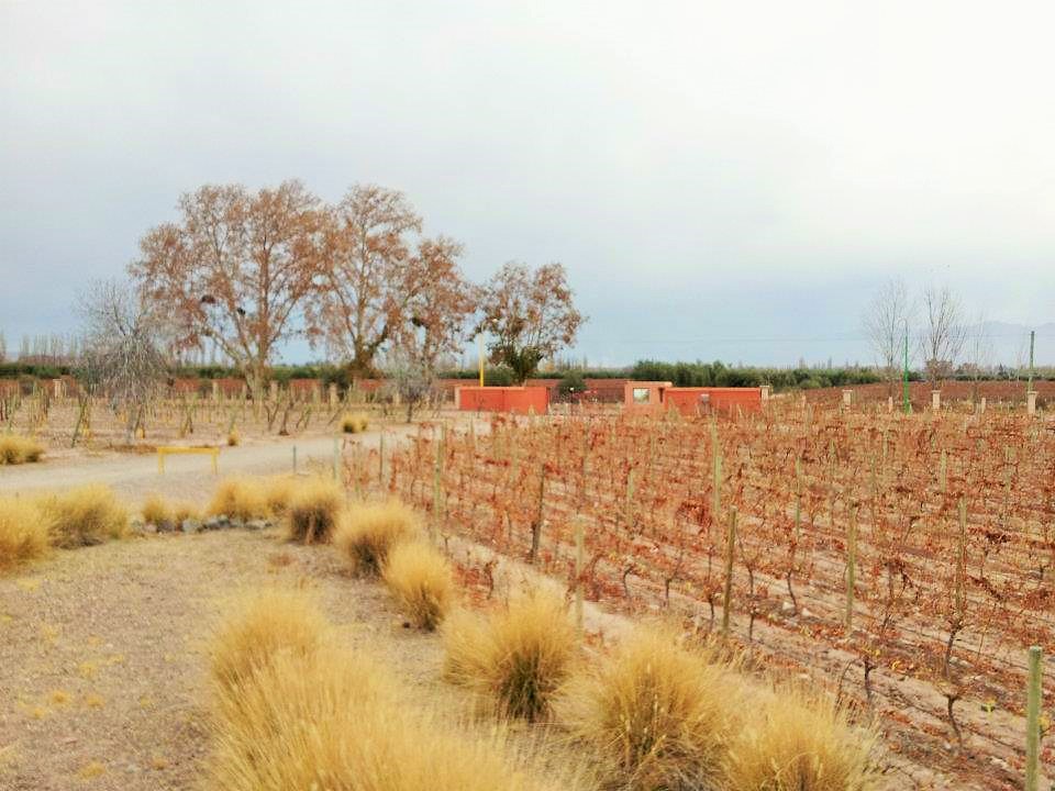 Mendoza winery