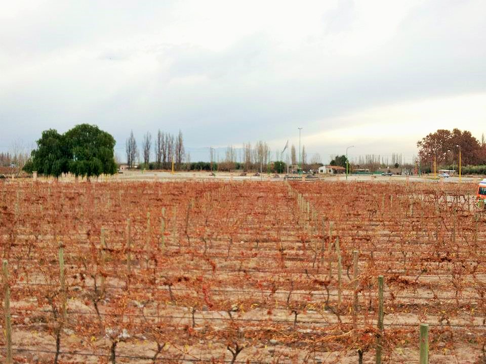 Mendoza winery